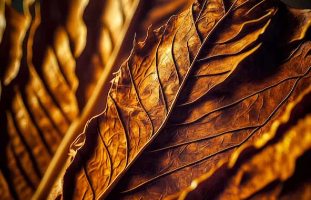 A glimpse at a Hungarian tobacco leaf, up close and personal