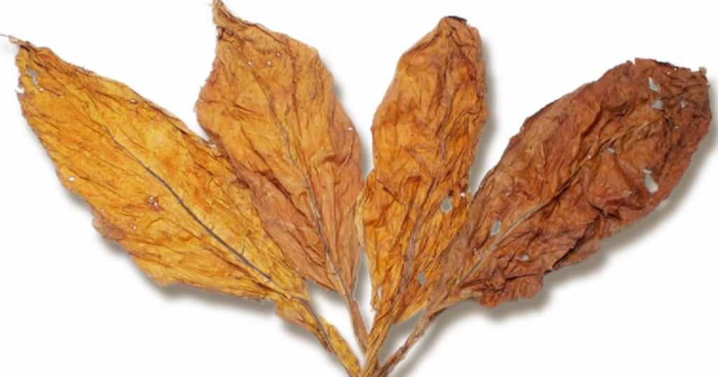 Close-up of fire-cured tobacco leaves with a deep, rich color
