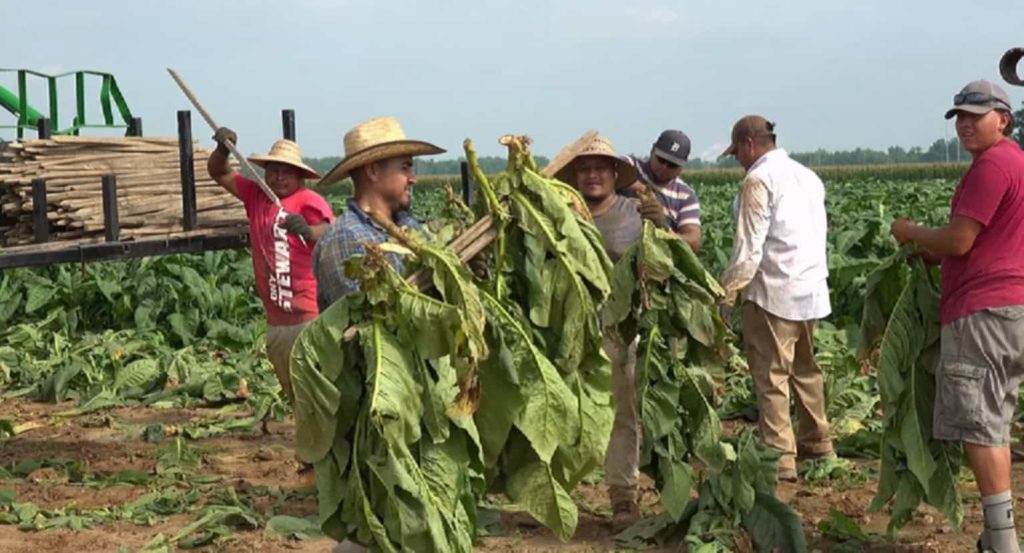 Farmers in the midst of harvesting the renowned Burley Kentucky tobacco.